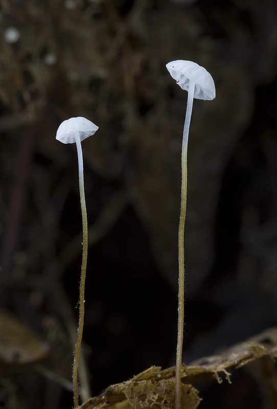 Marasmius setosus